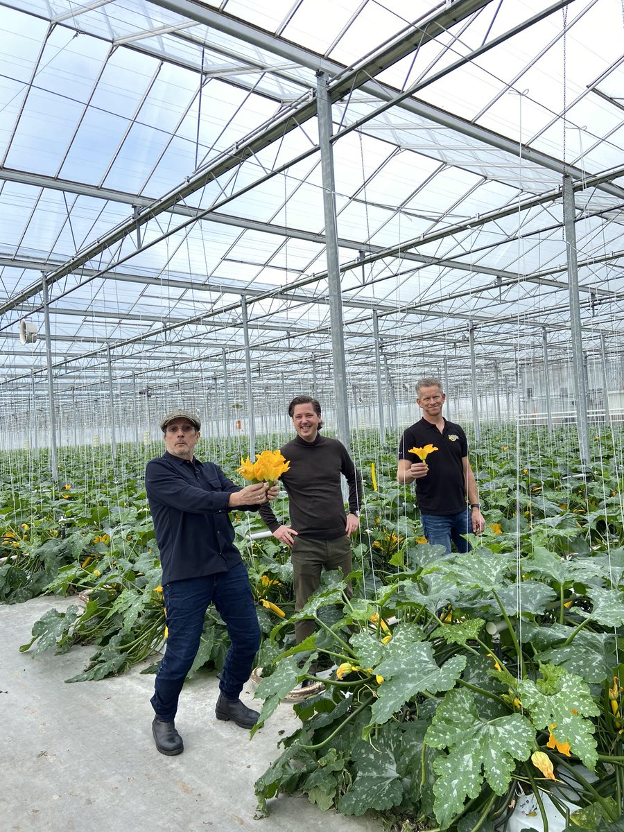 JohanZwinkels's tweet photo. Vandaag leuk bezoek gehad van Niven en Alain . Niven gaf een goede uitleg over de groei en mogelijkheden van de courgette en bloemen. https://t.co/lVvfg8OljW