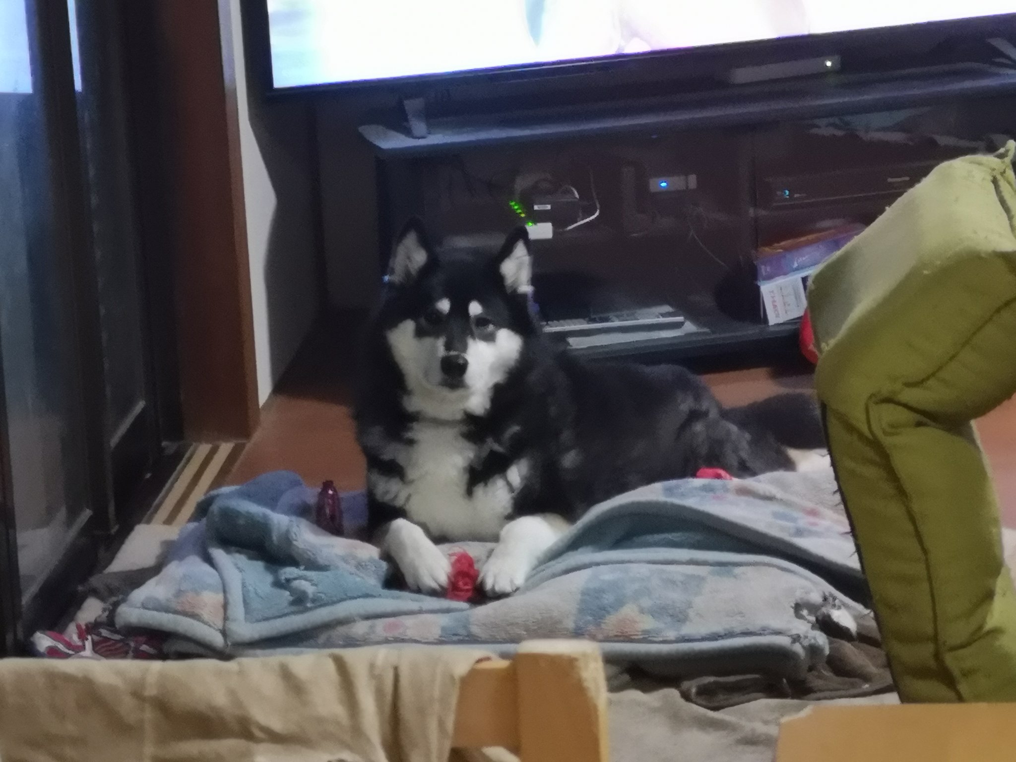 Uzivatel あっぱれコイズミ Apparekoizumi Na Twitteru 今回はシベリアンハスキーがいるタイのドッグカフェからお送りします 今回はほのぼの動画ですが 次回からはしばらくイカつい動画が続く予定です T Co Kmakekjeaf タイ バンセーン