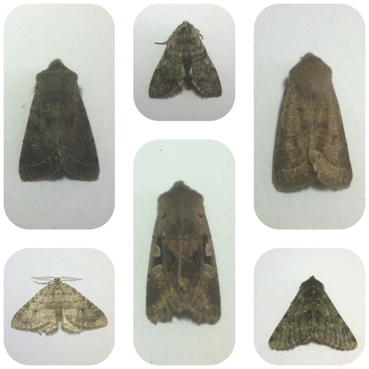 GraemeBWilson's tweet photo. Had best night #mothtrapping so far of 2021. 10 #moths of 6 species.
Top L-R
Clouded Drab (4)
Yellow Horned
Common Quaker (2)
Bottom L-R
Mottled Grey
Hebrew Character
Pale Brindled Beauty
#cloudeddrab #yellowhorned #commonquaker #mottledgrey #hebrewcharacter #palebrindledbeauty https://t.co/PDPBYhnSd7
