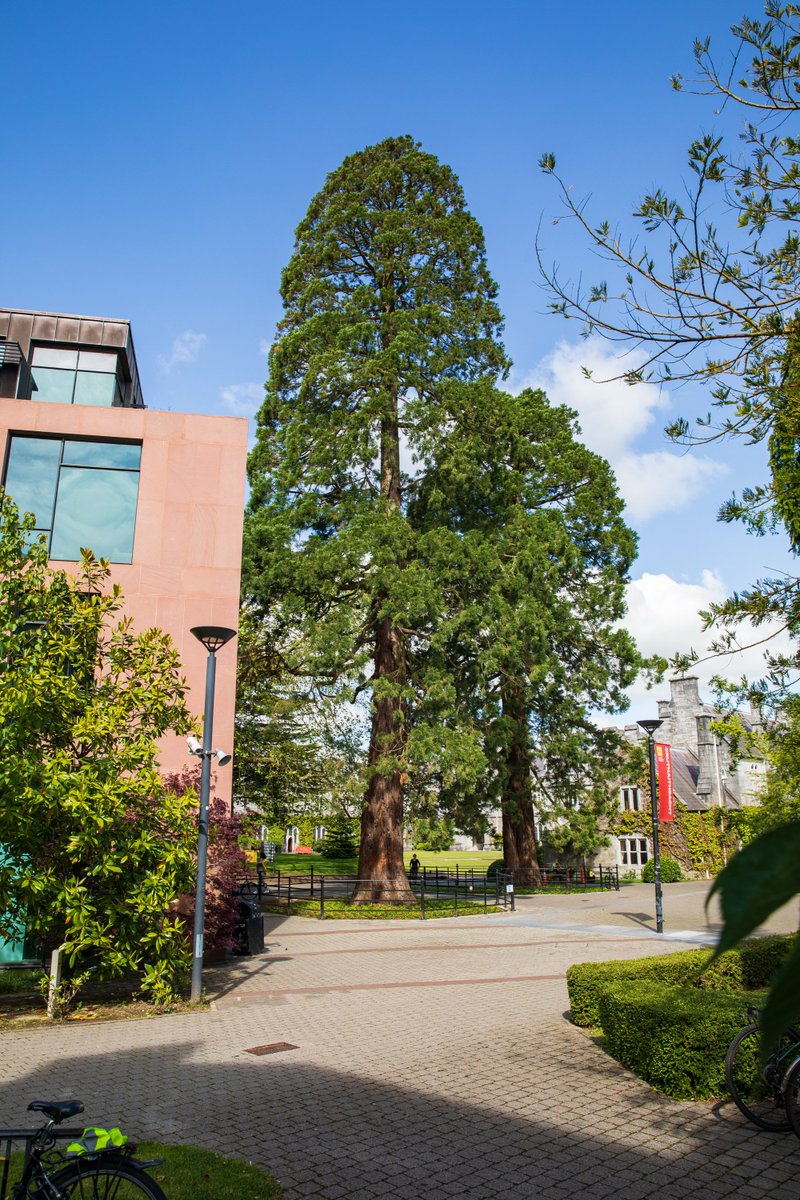 UCC Arboretum (@ucctrees) on Twitter photo We are happy to announce that #UCCTrees have received funding from @scienceirel, as part of the #SFIdiscovers programme, to enhance public engagement around the UCC Arboretum. Great news to start #treeweek2021
<a href="/eoinlettice/">Dr Eoin Lettice posting now on Bluesky</a> <a href="/BarbaraDoylePre/">Barbara Doyle Prestwich PhD</a> <a href="/EmmaHutch1/">Emma Hutchinson</a>
(📸 <a href="/TomasTyner/">Tomás Tyner</a> ) We are happy to announce that #UCCTrees have received funding from @scienceirel, as part of the #SFIdiscovers programme, to enhance public engagement around the UCC Arboretum. Great news to start #treeweek2021
<a href="/eoinlettice/">Dr Eoin Lettice posting now on Bluesky</a> <a href="/BarbaraDoylePre/">Barbara Doyle Prestwich PhD</a> <a href="/EmmaHutch1/">Emma Hutchinson</a>
(📸 <a href="/TomasTyner/">Tomás Tyner</a> )