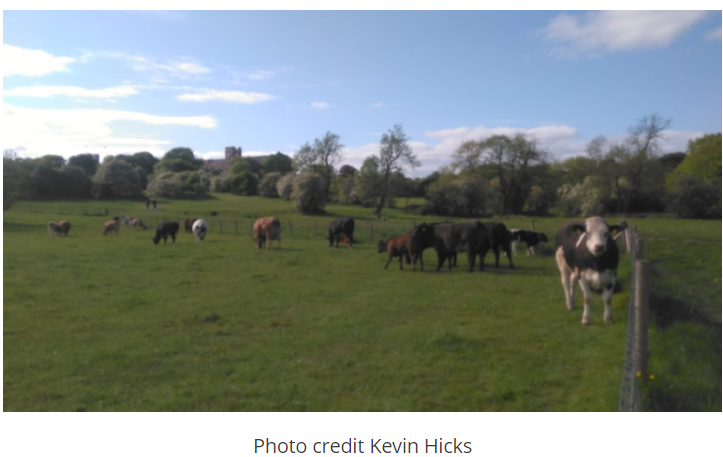 photo of cows on a farm