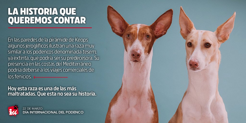 En la gran mayoría de las Comunidades Autónomas los animales que se usan para la caza, como el podenco, están desprotegidos. Desde la Unión Europea han remitido un escrito para que los protejamos. #DiaInternacionalDelPodenco