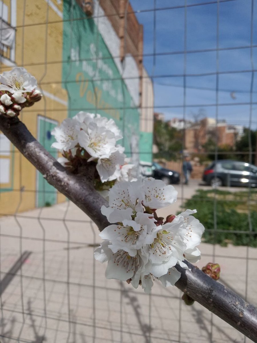 🌸 Ja floreixen els codonyers i el cirerer plantats pel veïnat a la plaça de La Pastora! #Primavera #Vallcarca