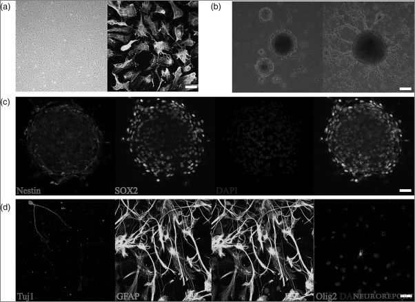 NeuroReport tweet media