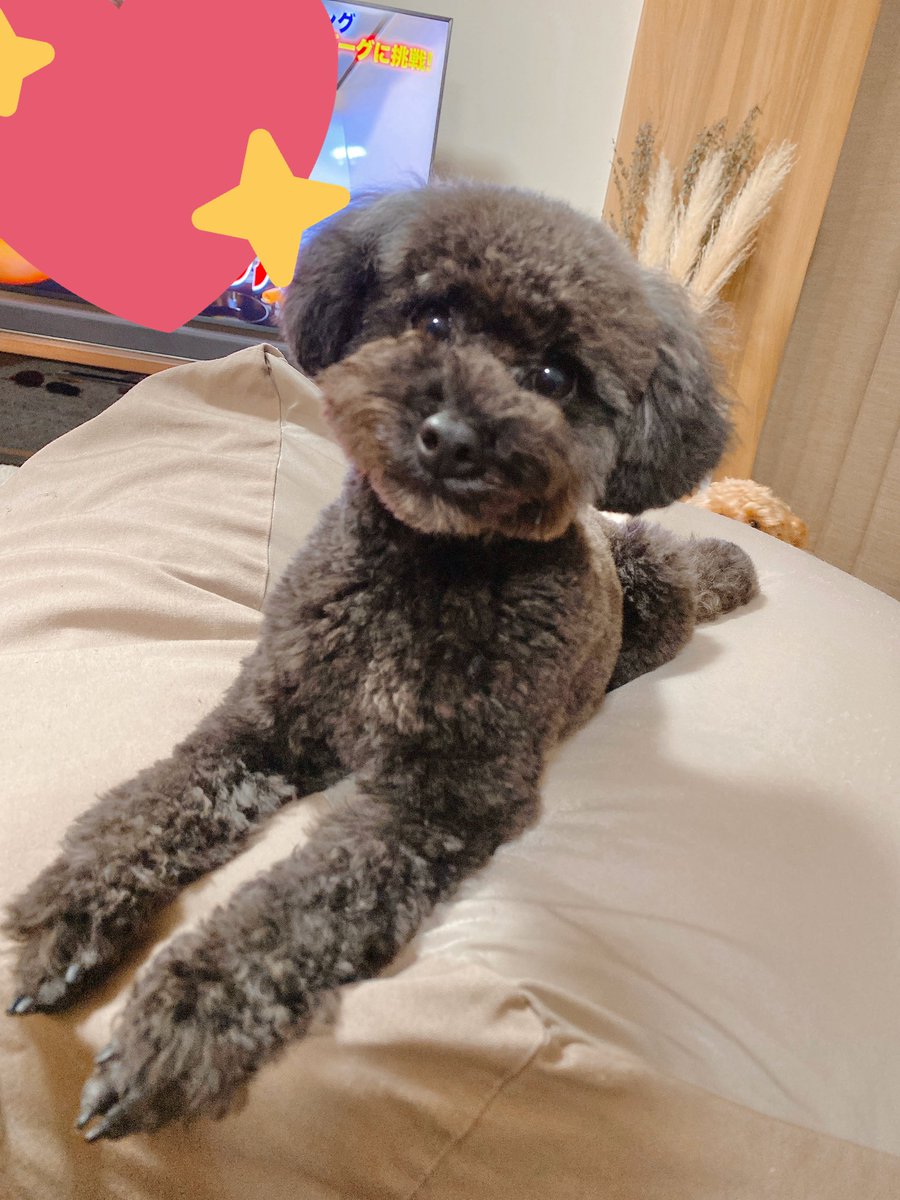 トイプードルのてるくろ ちくわ 昨日トリミング行ってきたくろまめ ちょっとブレてるけど可愛すぎる まるっとテディベアちゃん 犬好きさんと繋がりたい 犬好きな人と繋がりたい トイプードル トリミング テディベア テディベアカット