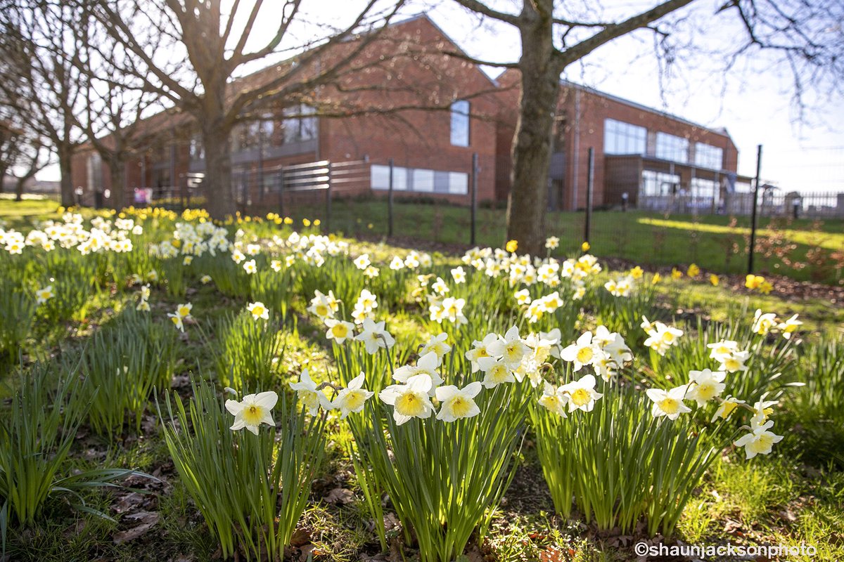 shaunjackphoto's tweet photo. Spring has sprung. Some beautiful daffodils along the Queens Avenue in Aldershot. Photographed for Grainger Plc. #spring #daffodils #flowers #cambridgeprimary #graingerplc #aldershot #wellesley #hampshire #nature #photo #naturephotography #photographer #springiscoming https://t.co/kv0W6wPcHF