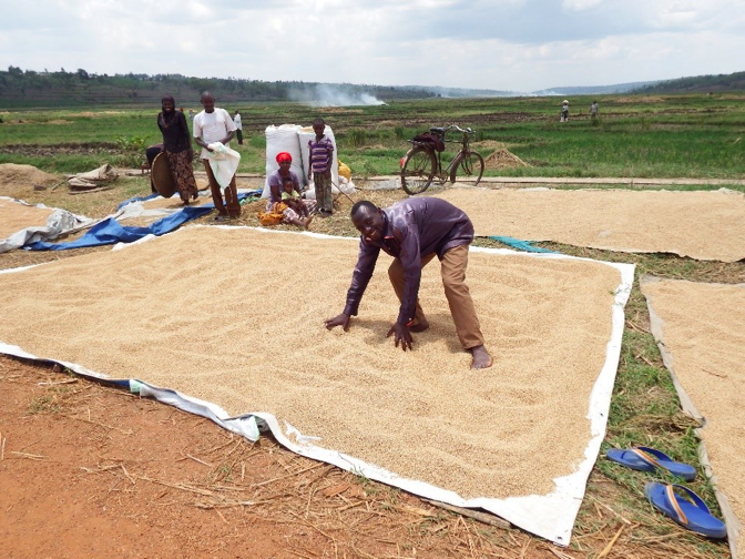 TAP_G20's tweet photo. Today we celebrate #WorldWaterDay! 💧
It's essential that clean water is available for all.

Check this #InnovationStory on resolving #conflicts in water use in Rwanda🇷🇼, from the #EU funded CDAIS project implemented by @FAO &amp; @AgrinaturaEu 

https://t.co/4hHyaQ0ljh

#negotiation https://t.co/rXYyDlKRK8