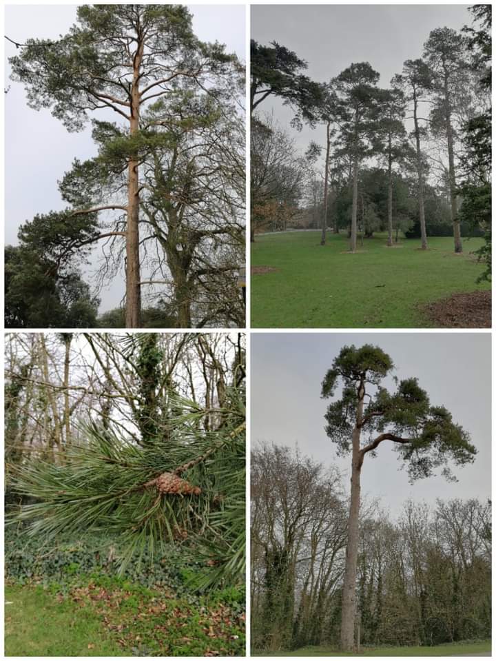 kkcastleOPW's tweet photo. Today in Celebration of National Tree Week we celebrate the Scots Pine Tree
https://t.co/k39DQC20U2

#TreeWeek #treeweek2021 #lovekilkenny #opwbiodiversity #heritageireland #treecouncilofireland https://t.co/UYrf9Bu0qV
