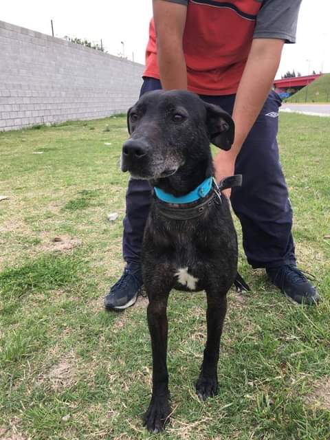 AdopcionesQ's tweet photo. #Budy está hace más de un año esperando que alguien se fije en el, Llegó en pésimas condiciones, tenía como correa un alambre y ese alambre le lastimaba todo el cuello. Miren lo lindo que está hoy y como posa para las fotos!!!  ♥️Contacto de WhatsApp
1169233782 Veronica https://t.co/AM3XagYujY