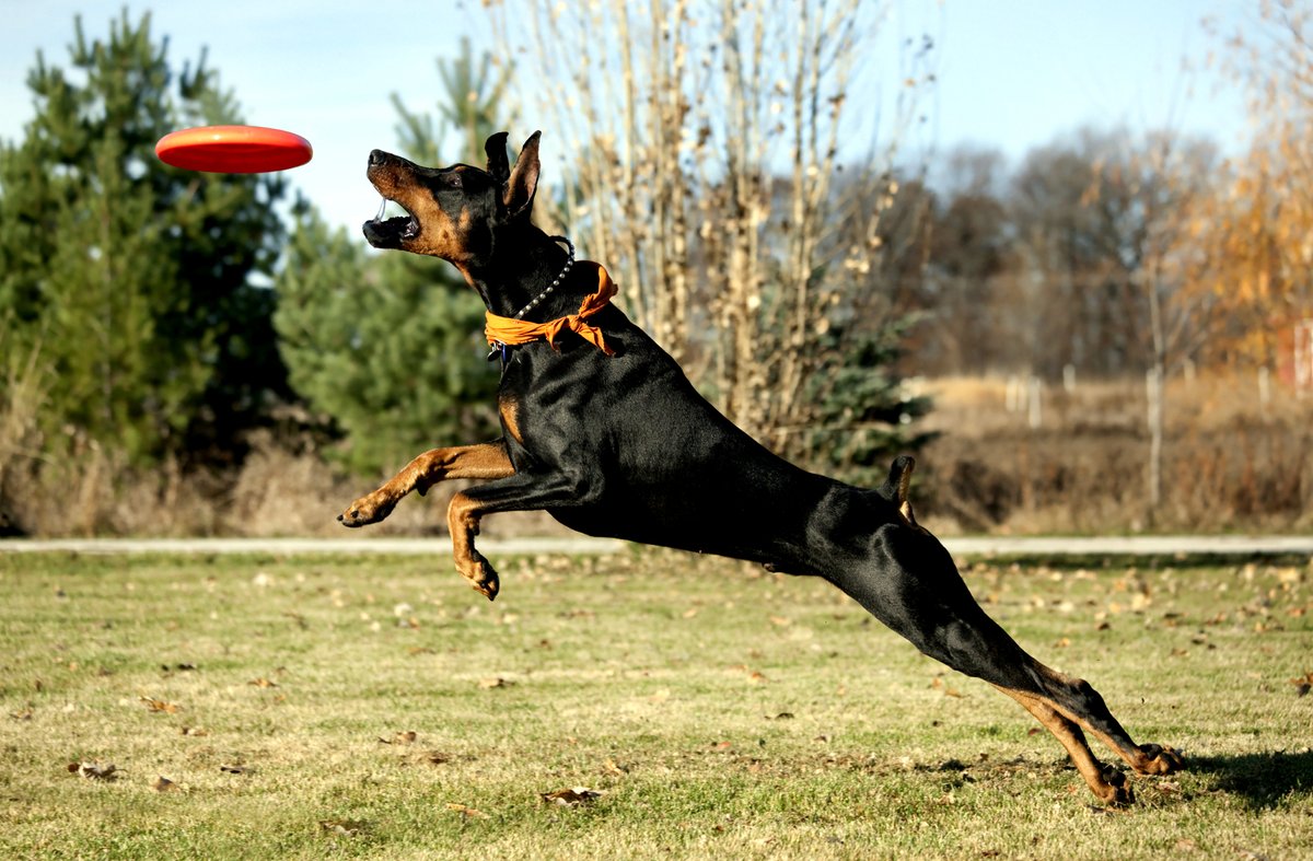 petshopnewsmagazine tweet media