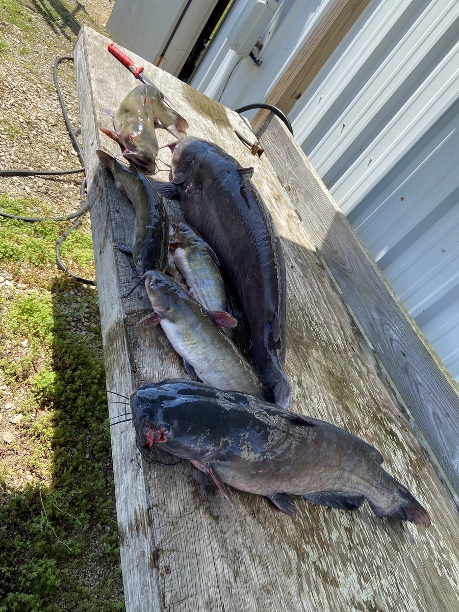 Limb line fishing in Venice La yesterday biggest 38#