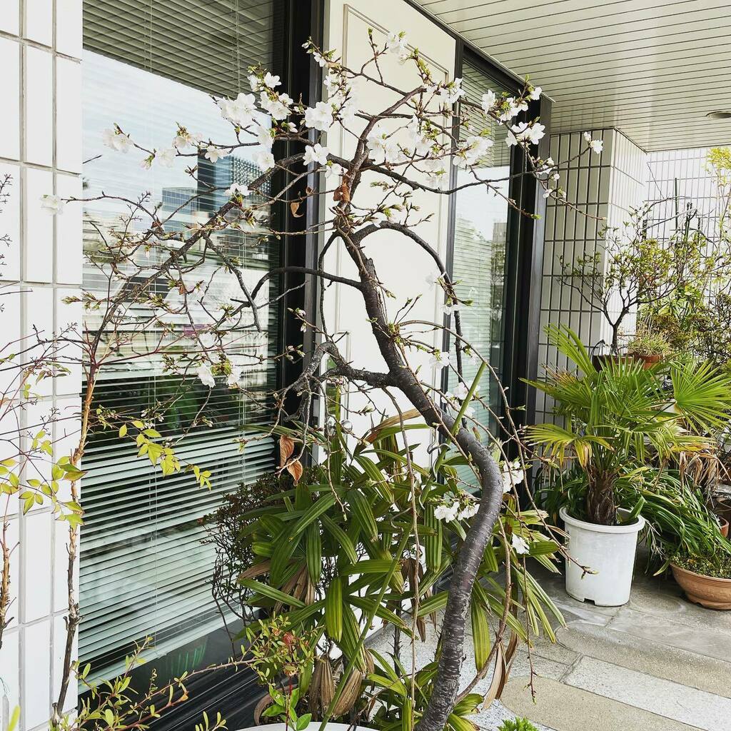 kakkimo's tweet photo. 玄関前の桜が満開🌸となりました。来社される方の目の保養になるといいですね！　#春の香り #春の花 #桜 #サクラサク　#サクラ #春満開 #花見 #deodorgarden #deodor https://t.co/lKQA2wO2o9 https://t.co/zIwAfG7l90