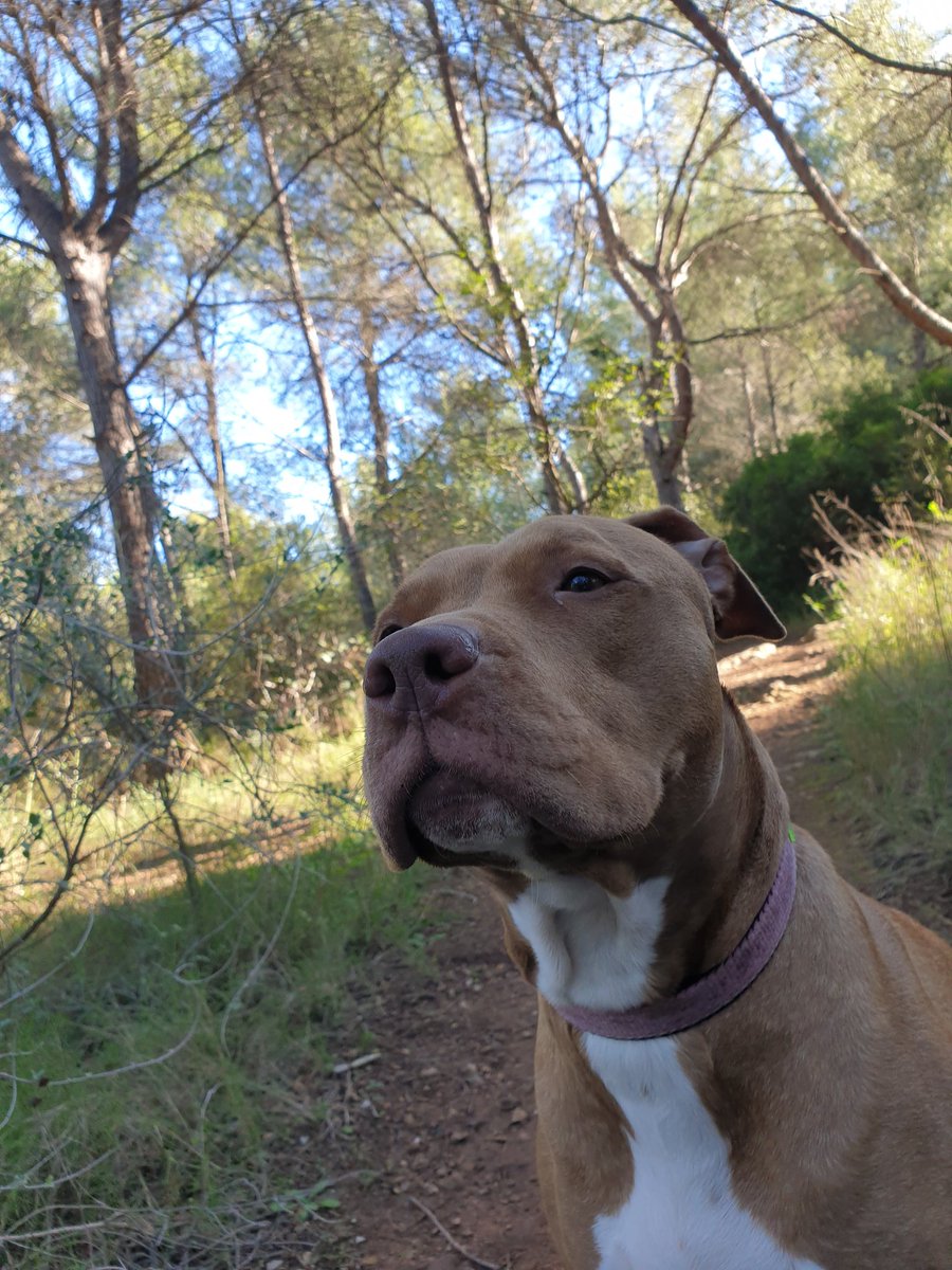 SyA06583233's tweet image. Blame the owners. Education, discipline, and love... and your dog, any breed, will be amazing. The one to be blamed, the human.  #DontBlameTheBreed #ProudPitbullMom