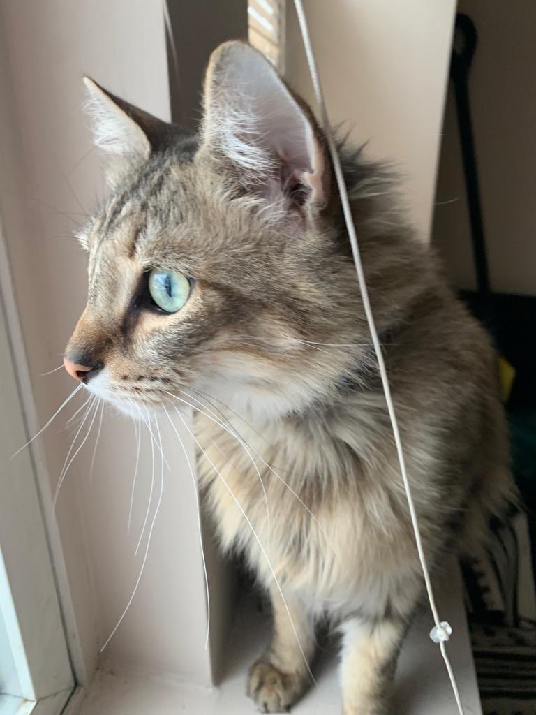 GatoToken's tweet photo. Looking for new friends to play with #gatotoken #cat #CatsOfTwitter #cats  #friends https://t.co/CjDZ5L5c2d