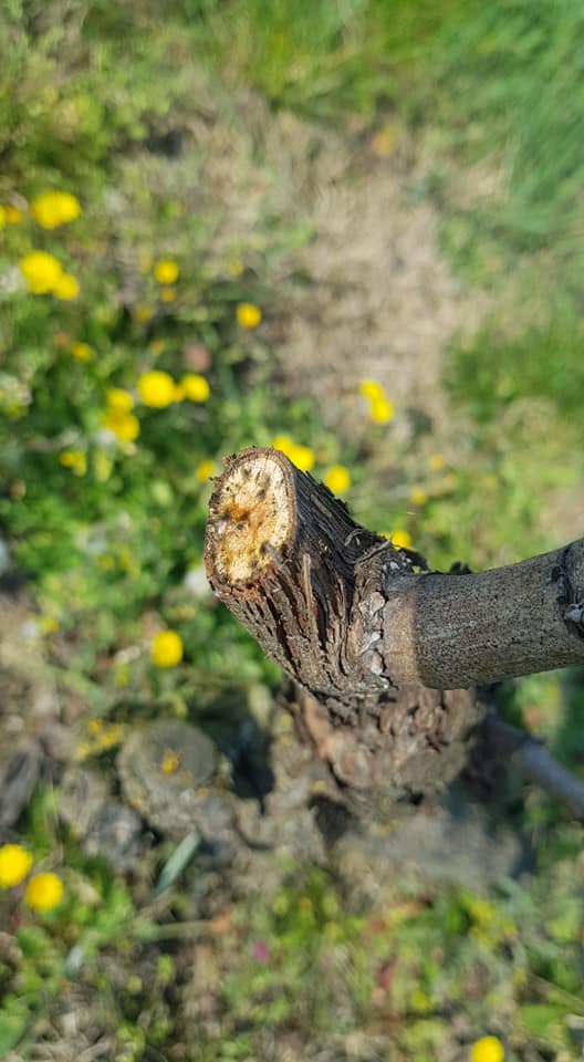OpinionWine's tweet photo. 🌸Marzo e la Primavera sono un'importante fase di passaggio per la vigna: attraverso le "lacrime" (che altro non sono che goccioline di linfa), la vite ci trasmette che è pronta a rinascere... un pianto di risveglio per qualcosa di nuovo! 🌱

#inwineopinion #vino #Primavera2021 https://t.co/pjqqnabvD3