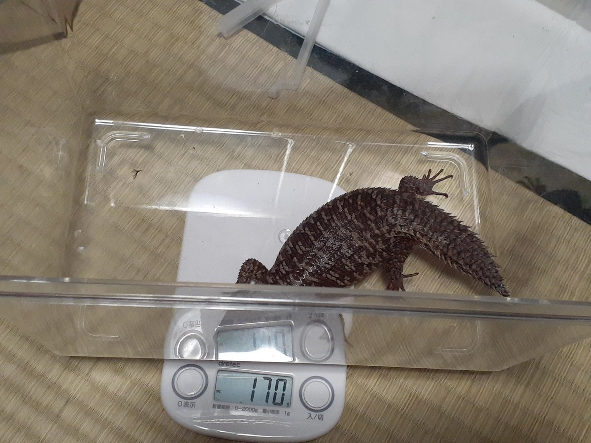 ストケスイワトカゲのtwitterリアルタイム検索結果 Meyou ミーユー