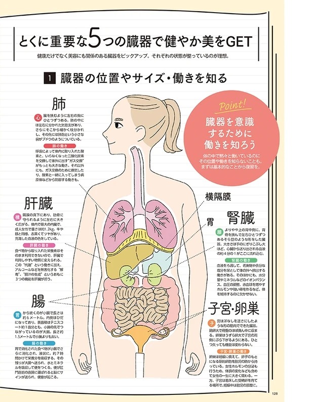 [10000ダウンロード済み√] 女性 内臓 位置 782871