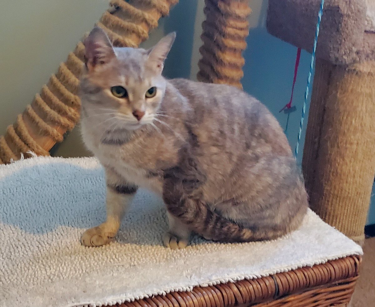 nyshelterpets's tweet photo. 😹 Come pick up #REEREE today! #spca She needs your generosity! #Rescue 💛 https://t.co/ouxRaFXkSr https://t.co/WlCWu92Pup