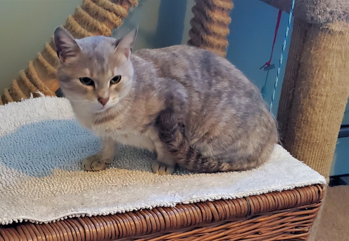 nyshelterpets's tweet photo. 😹 Come pick up #REEREE today! #spca She needs your generosity! #Rescue 💛 https://t.co/ouxRaFXkSr https://t.co/WlCWu92Pup