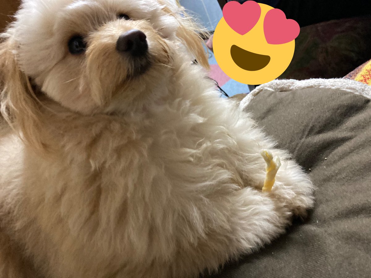 05ayaka19's tweet photo. おやつは手で持って食べます🐶 https://t.co/AmNR0mpqr8
