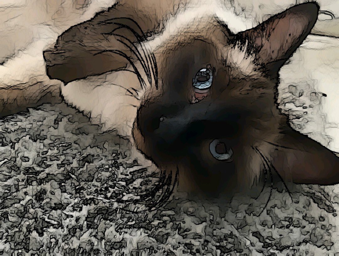MauSupercat's tweet photo. It’s my birthday🥳🐈 I’m 1 #fetaday #sendcake #sendballoons https://t.co/ACvVN7ck9L