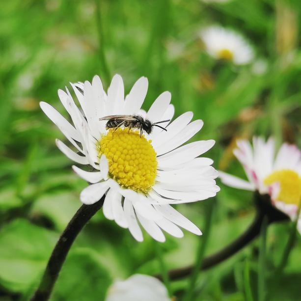 AmyKennie's tweet photo. Andrena? of some description. Cambridgeshire. https://t.co/RT6LMaRHiH