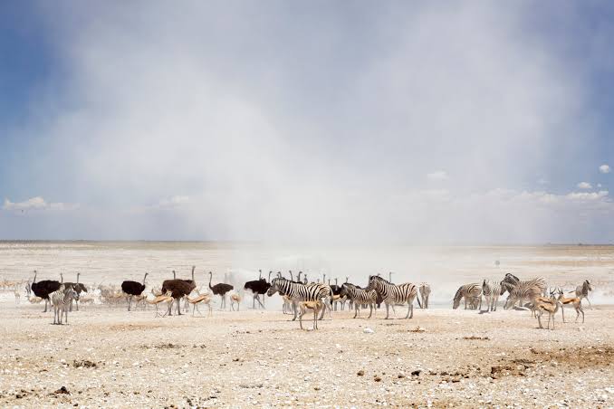 SmartAtuadi's tweet photo. Namibia is one of the most fascinating and diverse countries in the world and a number 1 travel destination. Namibia is world famous for the highest dunes in the world at Sossusvlei and for the Etosha National Park, one of world's greatest conservation areas. https://t.co/50qZnJ6057