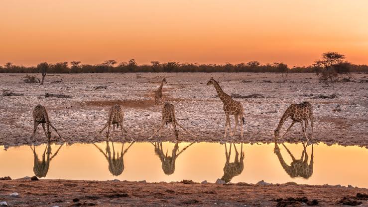 SmartAtuadi's tweet photo. Namibia is one of the most fascinating and diverse countries in the world and a number 1 travel destination. Namibia is world famous for the highest dunes in the world at Sossusvlei and for the Etosha National Park, one of world's greatest conservation areas. https://t.co/50qZnJ6057
