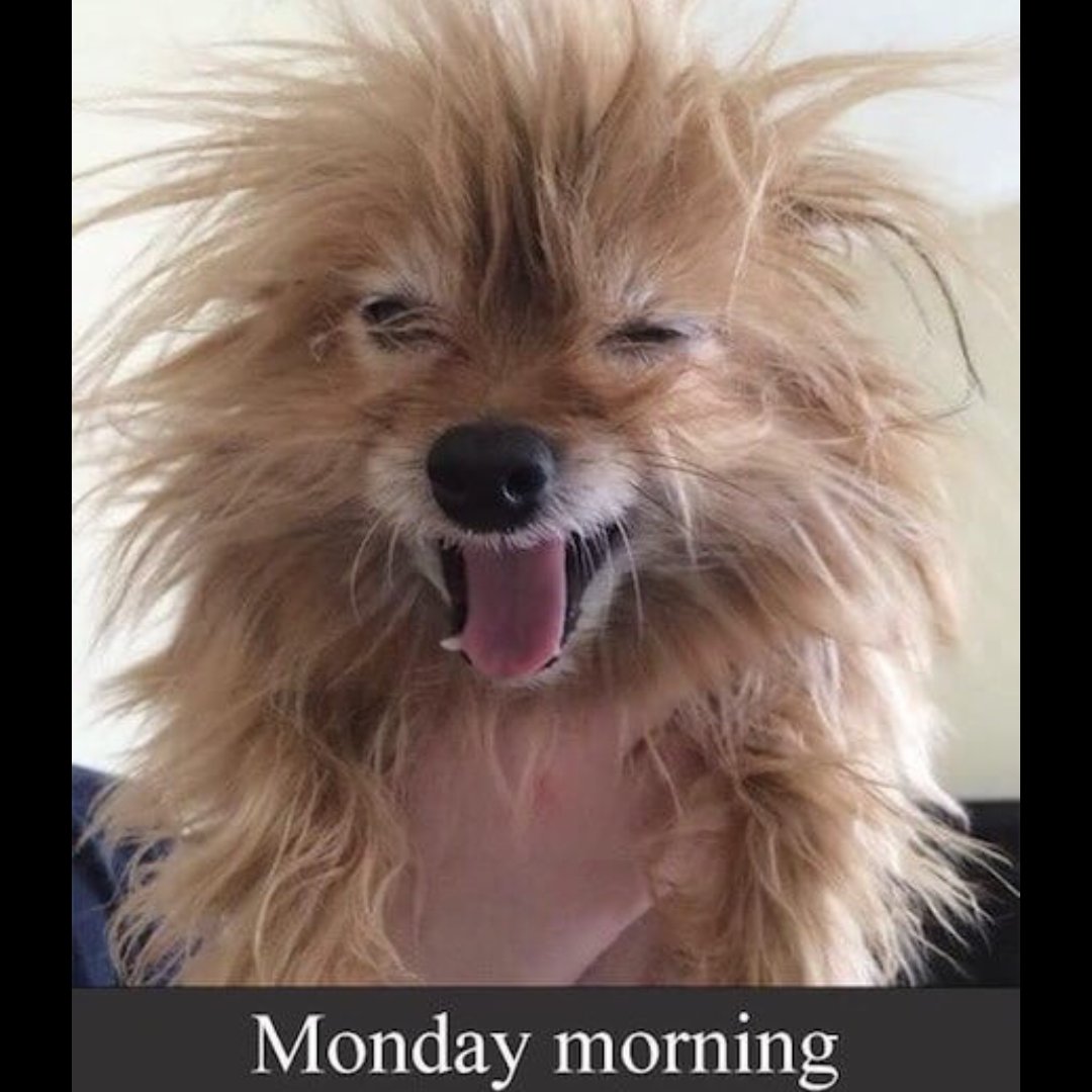 bordersNbuttons's tweet photo. Anyone else!? 
We’re back and oh, how we’ve missed you all!!
Would love to see who can see us!? 
IF YOU SEE THIS POST PRETTY PLEASE GIVE US A LIKE OR A LOVE OR LET US KNOW WHAT YOU’RE UP TO TODAY!
💗💗💗💗💗 https://t.co/8pLFSymue7