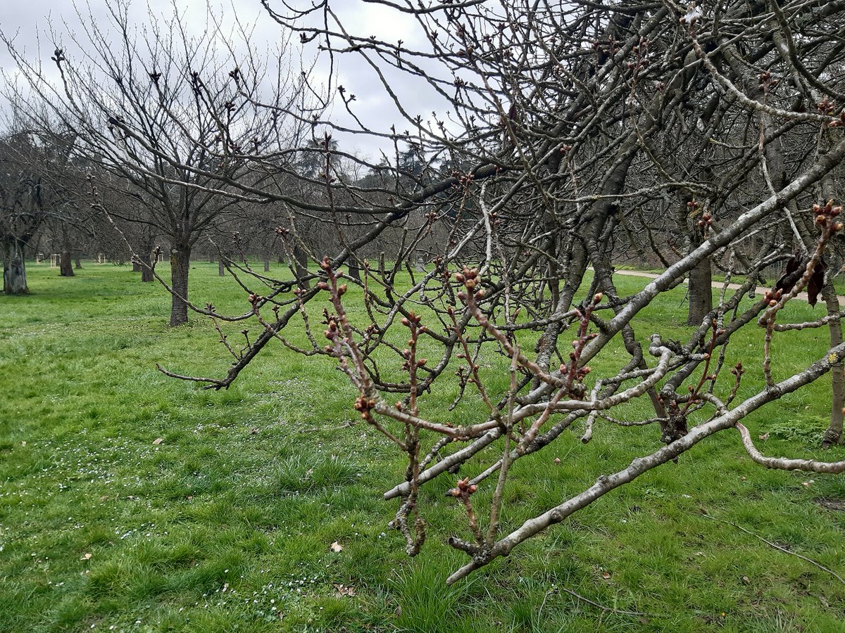 SceauxMP's tweet photo. #PointFloraison
Encore un peu de patience pour voir les #cerisiers du bosquet nord fleurir... 🌸
📆 22/03/2021
📷 CD92 / J. Houvet
#DansLeParc #DomaineDeSceaux #ParcDeSceaux #sakura #hanami #bourgeons https://t.co/U6XigehI98