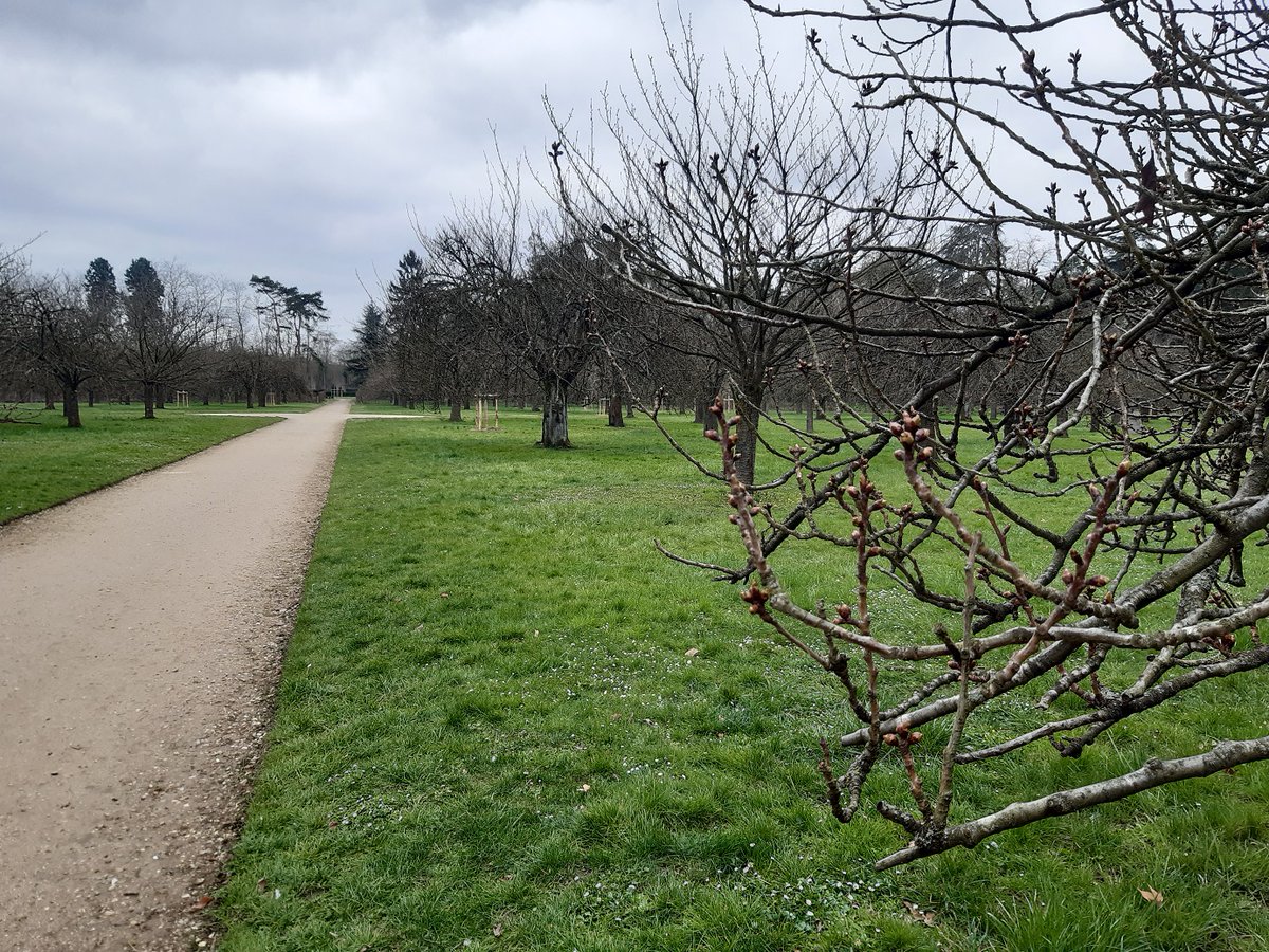 SceauxMP's tweet photo. #PointFloraison
Encore un peu de patience pour voir les #cerisiers du bosquet nord fleurir... 🌸
📆 22/03/2021
📷 CD92 / J. Houvet
#DansLeParc #DomaineDeSceaux #ParcDeSceaux #sakura #hanami #bourgeons https://t.co/U6XigehI98