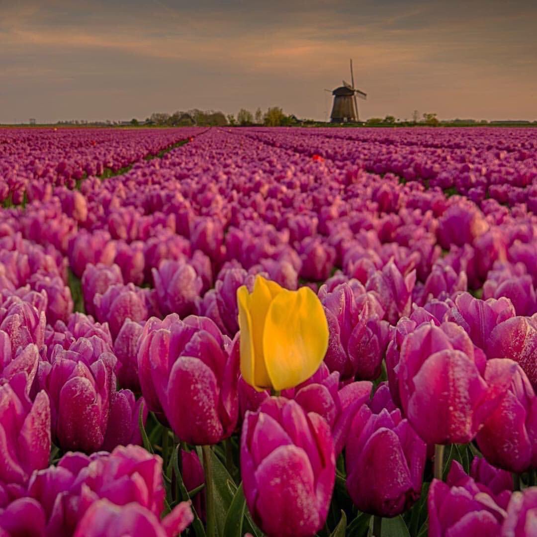 JeanetteEliz's tweet photo. It’s a brand new week, Happy Monday Everyone. 😊 I hope all of you have a wonderful day. Have a beautiful week ahead. 💞🌺💕 https://t.co/7oecxVL9cb
