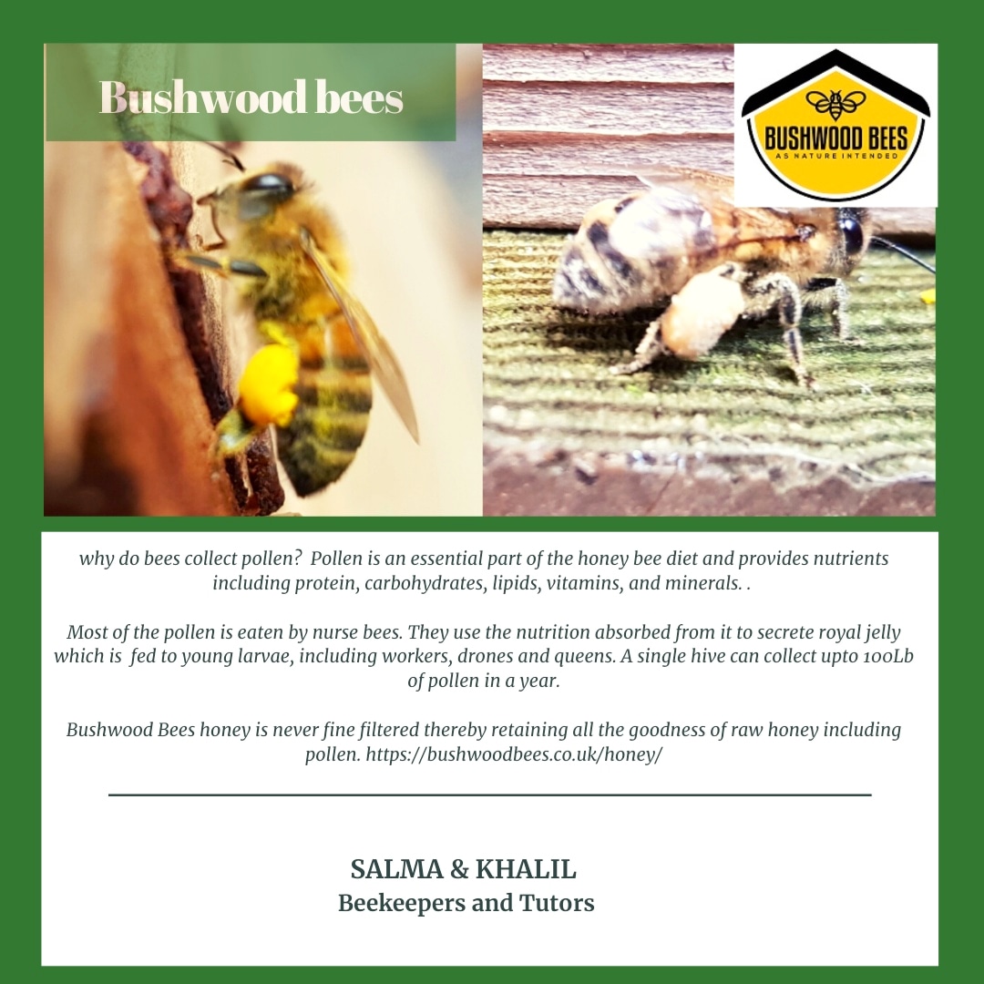 Bushwoodbees's tweet photo. At this time of the year we see honey bees collecting plenty of pollen, here's why...

#pollencollecting #nature #pollinators #beehealthy #treepollen #flowerpollen https://t.co/DqT19uO1Rf