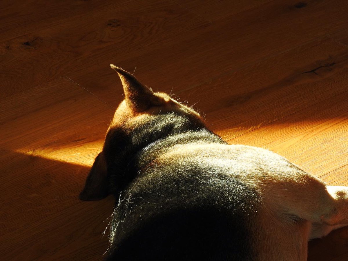 Castleton_Mill's tweet image. We have some lovely, versatile spaces for our coworkers and their door-legged friends here at the Mill! Whether it’s a desk in our shared studio or our flexi-workspace, we have you covered 🌞🐶