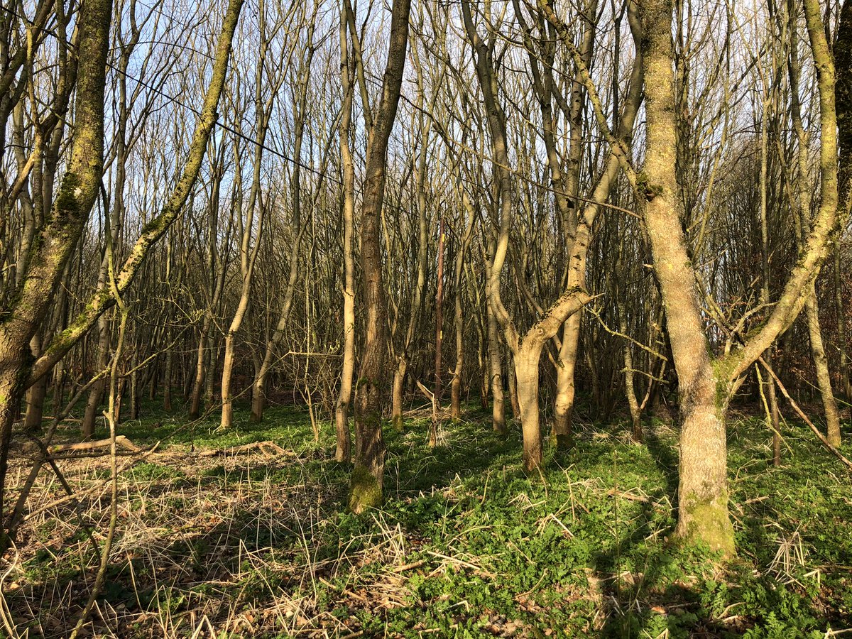 TomBarnesWood's tweet image. This is the state of much of the ‘broadleaf’ tree planting in England. Small scale and poor quality. In our latest film we talk to @FutureTreesUK who are developing seed sources for better woodlands of the future. m.youtube.com/watch?v=iiKw_v…