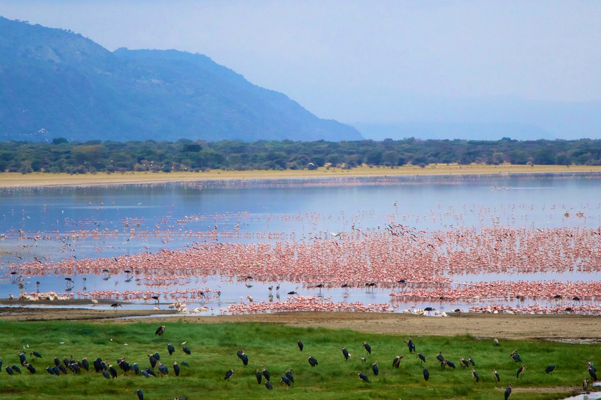 As members of the @ph_alliance we share the Alliance's:

📊#ManuscriptMonday in which McGlue et al. address the impacts of high frequency climate oscillations on Lake Tanganyika — a large, landlocked fishery in Africa.

✨Read it here 
➡️ buff.ly/3gjNNTK

#SaludPlanetaria