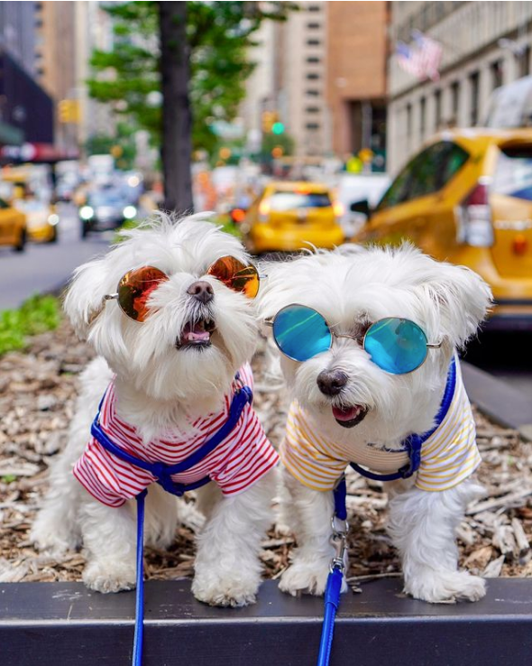 Puppies Breed (@PuppiesBreed) / Posts / X