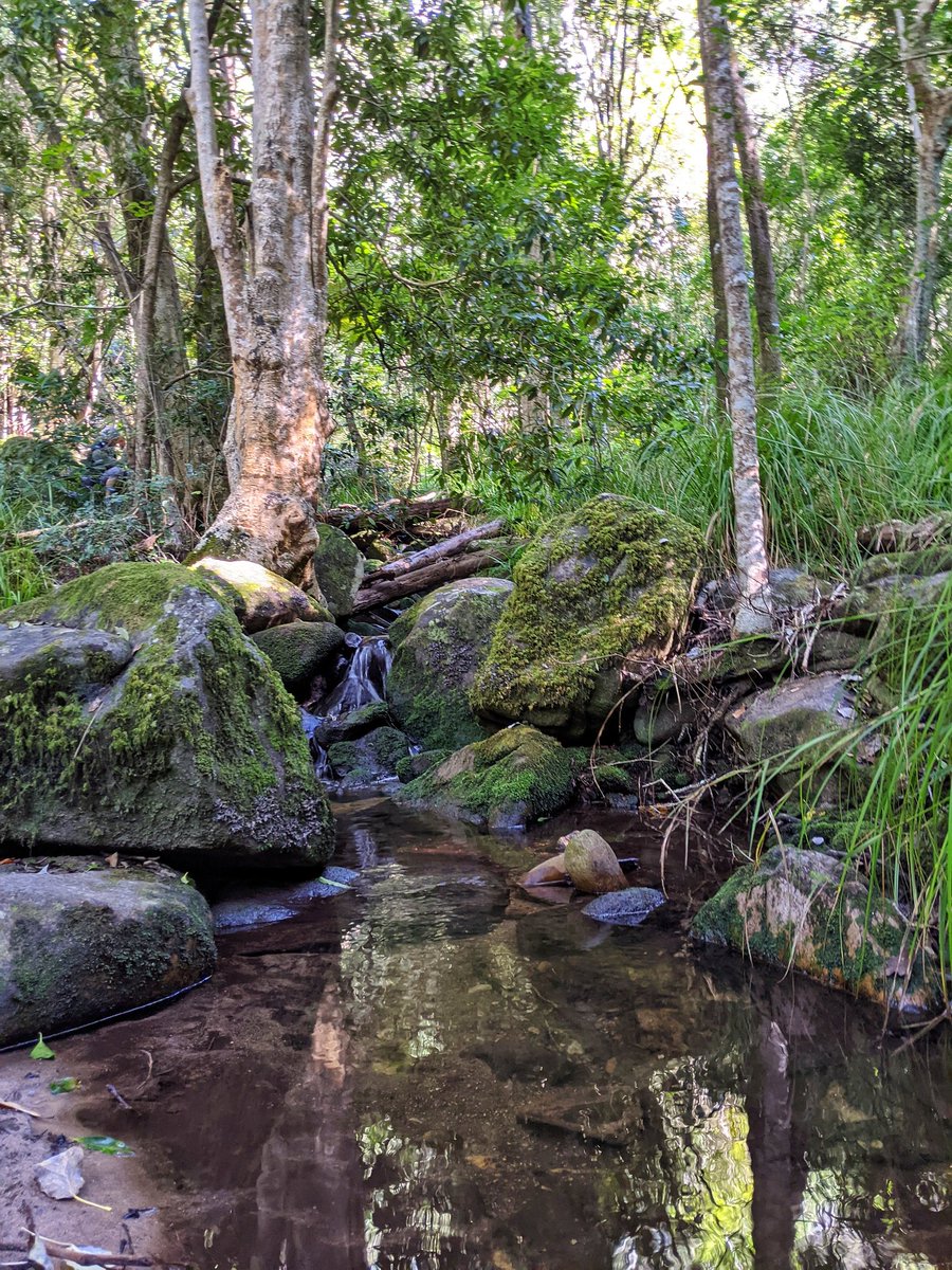 ParkscapeSA's tweet photo. Glorious #forestbathing in Newlands Forest with 
https://t.co/pWsIjBYQOW
See https://t.co/q8BfDRaSS8

@TableMntnWatch @JacqMaraisPhoto @TFB_Institute @CreateAStirSA @JEANINEJAJASA @fluxcom @_JUFA_ @NewlandsForest @NCCEnviron @CapeTownEtc @capetownmag @capetwngreenmap https://t.co/gvwmB75jT0
