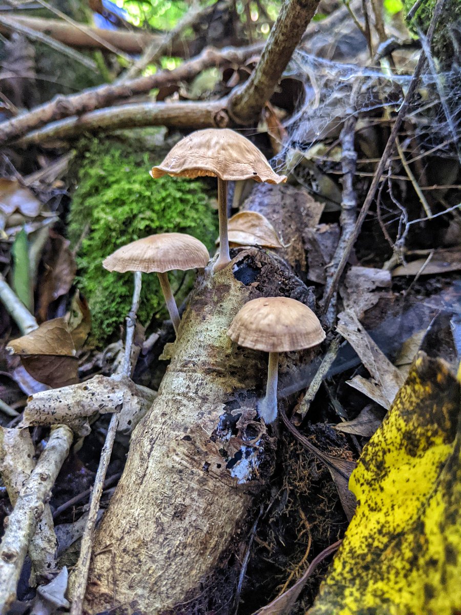 ParkscapeSA's tweet photo. Glorious #forestbathing in Newlands Forest with 
https://t.co/pWsIjBYQOW
See https://t.co/q8BfDRaSS8

@TableMntnWatch @JacqMaraisPhoto @TFB_Institute @CreateAStirSA @JEANINEJAJASA @fluxcom @_JUFA_ @NewlandsForest @NCCEnviron @CapeTownEtc @capetownmag @capetwngreenmap https://t.co/gvwmB75jT0