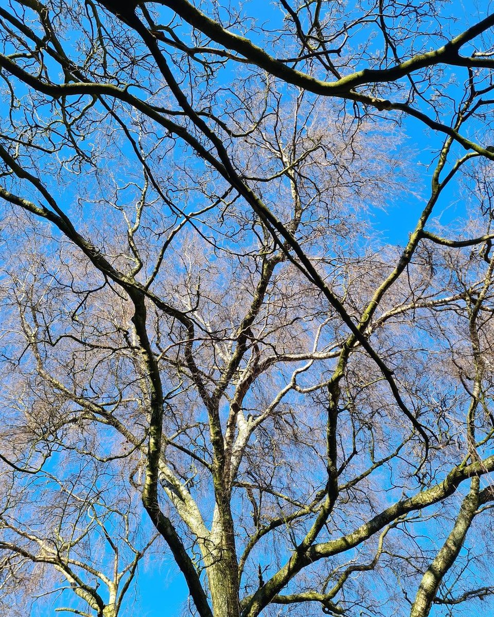 Freya_Spirit's tweet photo. Spending time outdoors is a lovely way to start the week. We're in love with this beautiful birch tree pic captured by @evaphurson on Instagram 🌱⁠
.⁠
.⁠
.⁠
#botanicalspirit #wildbynature #freyaspirit #prettytrees #mondaymorning https://t.co/QpT5uJD3ol