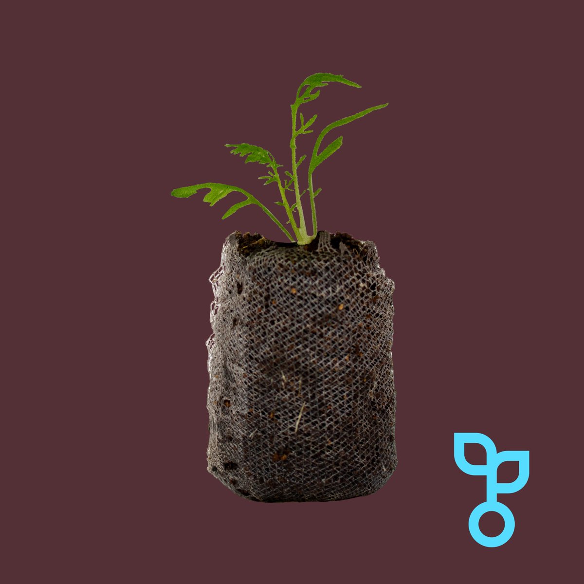 As our produce is harvested and delivered in the same day, we can guarantee a level of freshness which is incomparable!

#food #health #wellness #recipes #ingredients #london #shoplocal #verticalfarming #sustainability #eatwell