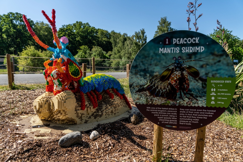 Did you know? The real peacock mantis shrimp packs a powerful punch, able to strike at 51 miles per hour with the force of a .22 calibre bullet! With an incredible adaptation like that, we just had to include it in our BRICKLIVE Supersized Creatures lineup. #BRICKLIVE #LVCG