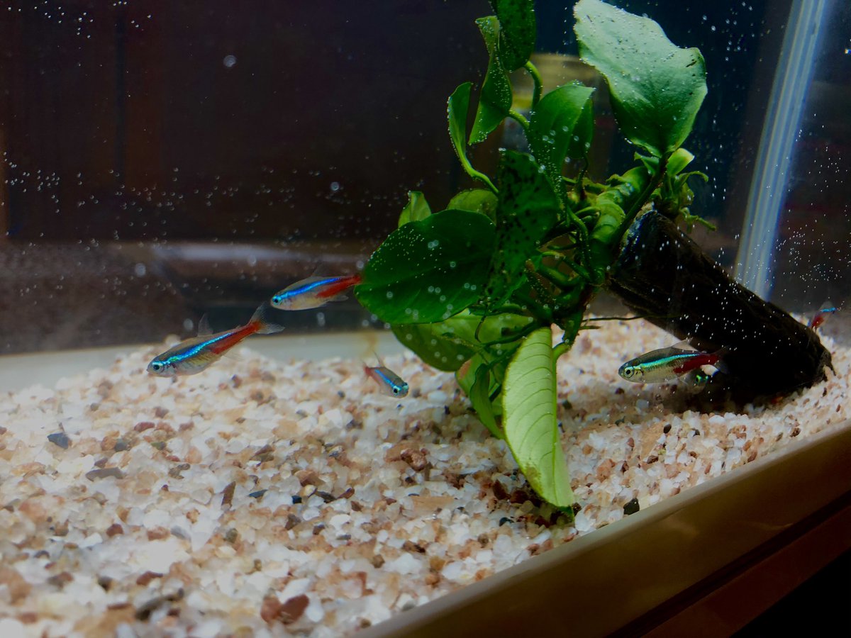 tomosannnn's tweet photo. ようこそ我が家へ！人生で自分のお金で生き物を買ったのは初めて！！
自分が飼うと決めたからこそ、命の責任を感じて早く家に帰って確かめたい思いが爆発してる。綺麗で可愛い、ネオンテトラ🐟 https://t.co/SQUw7FM3lH