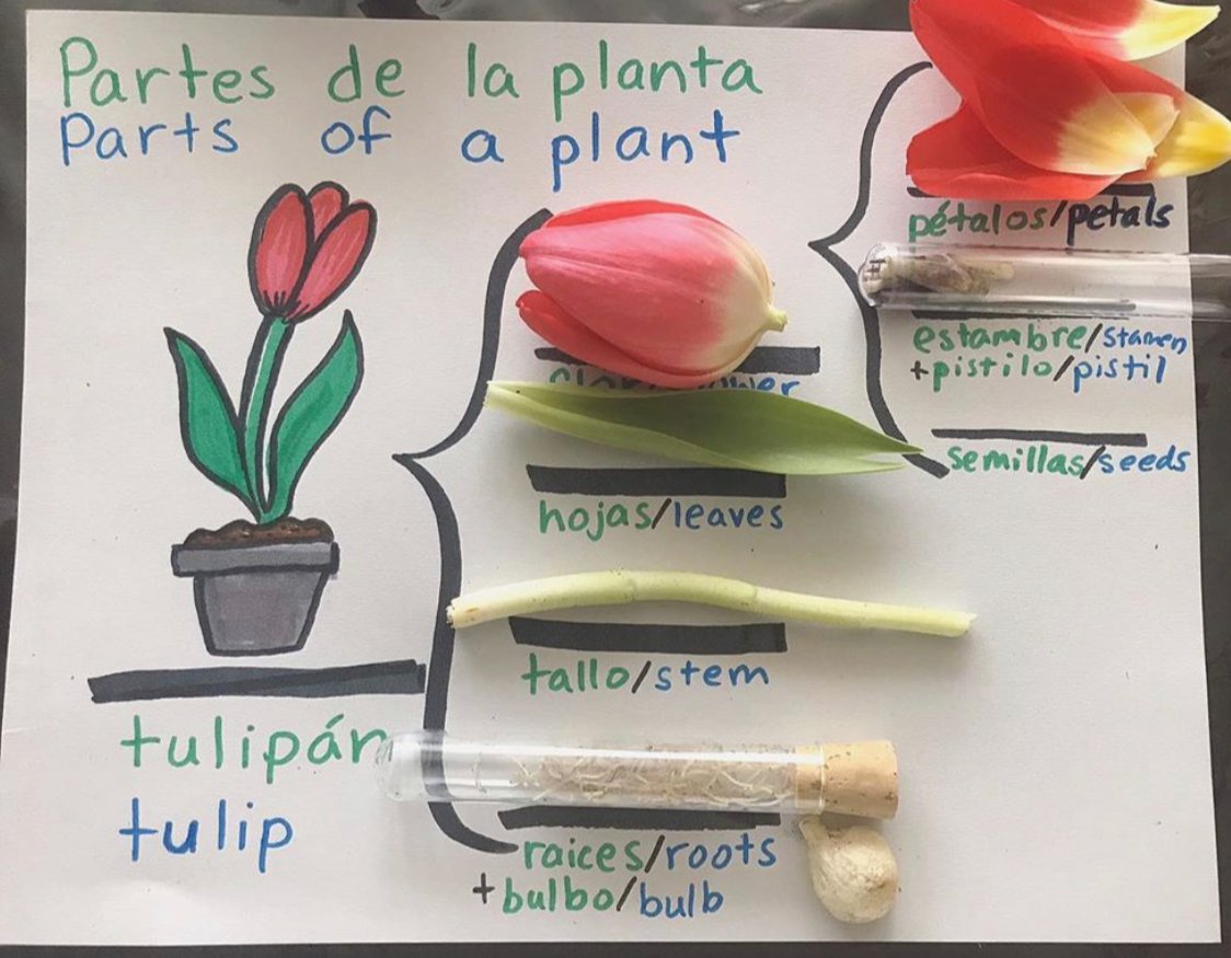 ThinkingMaps's tweet photo. Today's #MapMonday is in honor of the official start of spring! This #BraceMap is a perfect example of a map used in a #DualLanguageClassroom. The use of the actual flower helps young learners understand what is meant by parts. Share how you incorporate season changes in class! https://t.co/7P6SCkyPVc