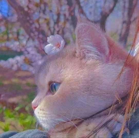 صباح الخير بتوقيتي 🎬