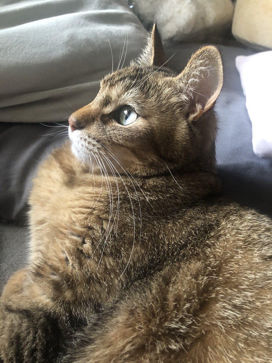 キジ猫祭り21 Twitter Search キジ猫祭り21 Twitter Search
