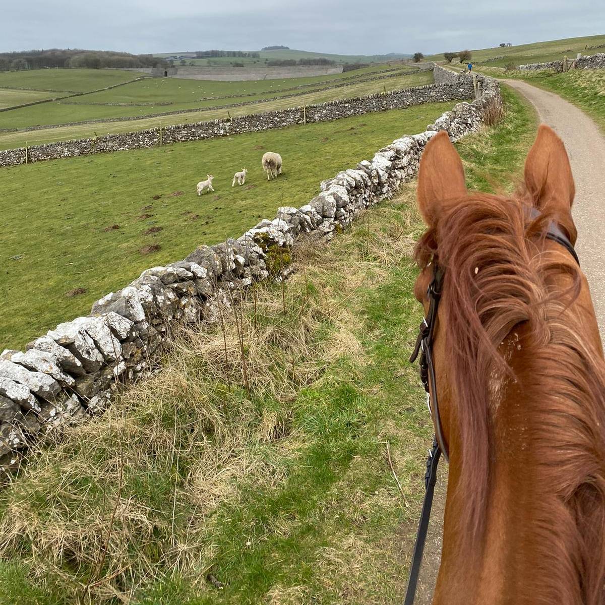 RpRiding's tweet photo. Early morning hack yesterday and it was lovely seeing the little lambs in the fields.

#rpriding #hacking #lambs #spring #earlymorningride #sundayfunday #derbyshire #country https://t.co/HuP0qLdiRm