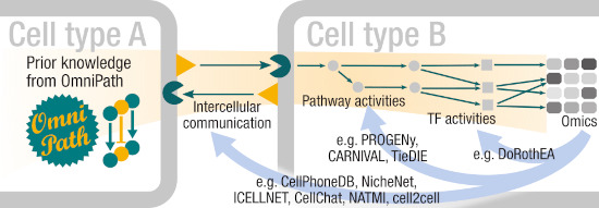 MolSystBiol's tweet image. Integration of &amp;gt;100 resources into OmniPath, a  knowledge base of intra- &amp;amp; inter-cellular signalling --&amp;gt; bit.ly/3f2SLFz from @saezlab @UniHeidelberg 
#CellSignalling #NetworkBiology