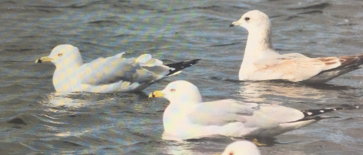 Usual suspects at TBWC! Chilling out together. Ring-bills <a href="/traleebaywetlan/">Tralee Bay Wetlands Eco & Activity Park 🍃</a> <a href="/KerryBirdNews/">Kerry Bird News</a>