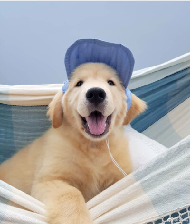 BallaGladstone's tweet photo. Enjoy the scenery listen to the music swing mood is very good
#dog #cat #cutedog #doglife #confidence #cute #pet #cutepet #funny https://t.co/JmEP6sIiwe